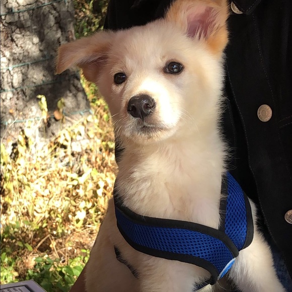 Meet Lukka ! - Picture 3 of 7